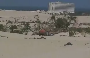 Bitches en chaleur frappé dur film gratuit porno streaming